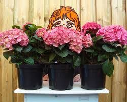 achter de geraniums 1